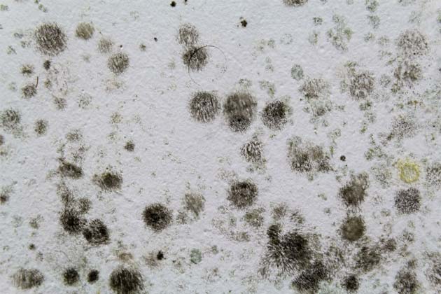 north charleston mold remediation company